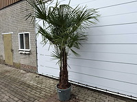 Chinese waaierpalm dubbele stam - trachycarpus fortunei - hoogte ca. 250 cm - afbeelding 2 van  7