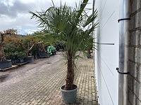 Chinese waaierpalm dubbele stam - trachycarpus fortunei - hoogte ca. 250 cm - afbeelding 4 van  7