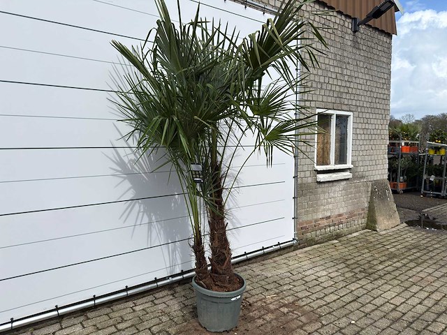 Chinese waaierpalm dubbele stam - trachycarpus fortunei - hoogte ca. 250 cm - afbeelding 5 van  7