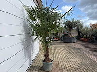 Chinese waaierpalm dubbele stam - trachycarpus fortunei - hoogte ca. 250 cm - afbeelding 6 van  7