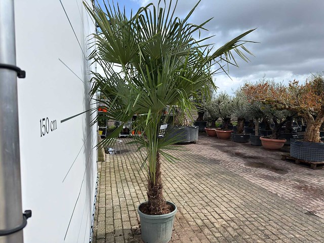 Chinese waaierpalm dubbele stam - trachycarpus fortunei - hoogte ca. 250 cm - afbeelding 7 van  7