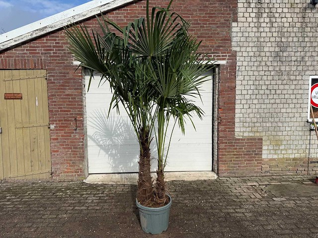 Chinese waaierpalm dubbele stam - trachycarpus fortunei - hoogte ca. 250 cm - afbeelding 1 van  5
