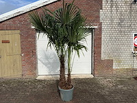 Chinese waaierpalm dubbele stam - trachycarpus fortunei - hoogte ca. 250 cm - afbeelding 1 van  5
