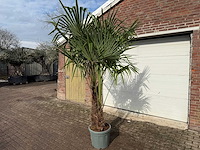 Chinese waaierpalm dubbele stam - trachycarpus fortunei - hoogte ca. 250 cm - afbeelding 2 van  5