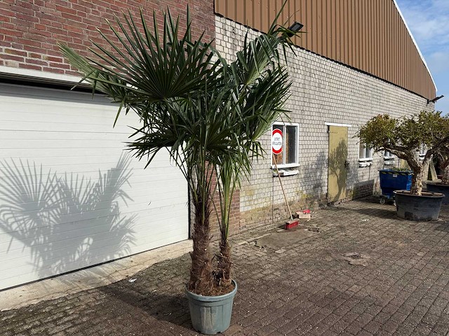 Chinese waaierpalm dubbele stam - trachycarpus fortunei - hoogte ca. 250 cm - afbeelding 3 van  5