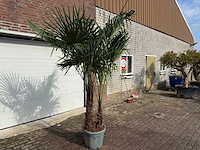 Chinese waaierpalm dubbele stam - trachycarpus fortunei - hoogte ca. 250 cm - afbeelding 3 van  5