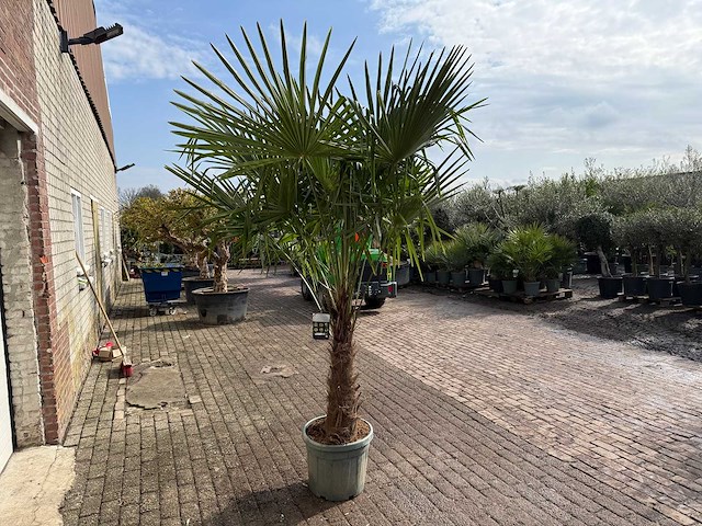 Chinese waaierpalm dubbele stam - trachycarpus fortunei - hoogte ca. 250 cm - afbeelding 4 van  5