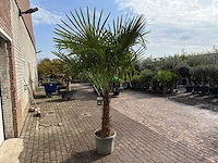 Chinese waaierpalm dubbele stam - trachycarpus fortunei - hoogte ca. 250 cm - afbeelding 4 van  5