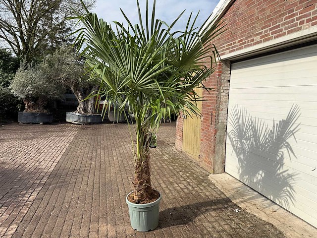 Chinese waaierpalm dubbele stam - trachycarpus fortunei - hoogte ca. 250 cm - afbeelding 5 van  5