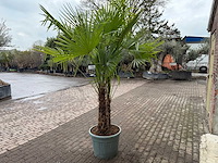 Chinese waaierpalm dubbele stam - trachycarpus fortunei - hoogte ca. 250 cm - afbeelding 4 van  4