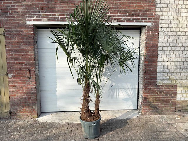 Chinese waaierpalm dubbele stam - trachycarpus fortunei - hoogte ca. 250 cm - afbeelding 1 van  5
