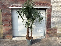 Chinese waaierpalm dubbele stam - trachycarpus fortunei - hoogte ca. 250 cm - afbeelding 1 van  5