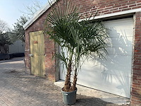 Chinese waaierpalm dubbele stam - trachycarpus fortunei - hoogte ca. 250 cm - afbeelding 2 van  5