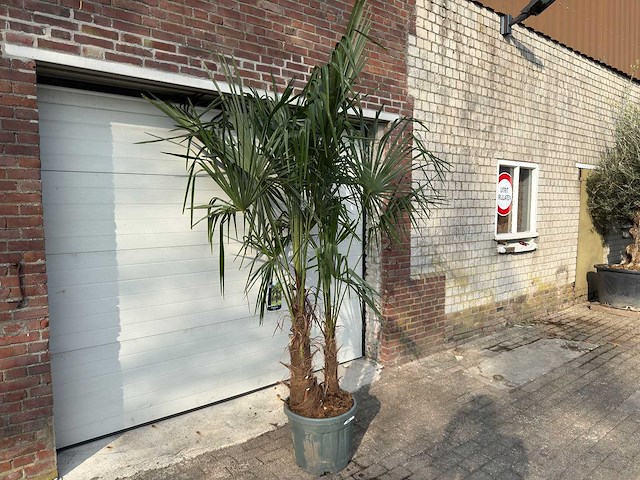 Chinese waaierpalm dubbele stam - trachycarpus fortunei - hoogte ca. 250 cm - afbeelding 3 van  5