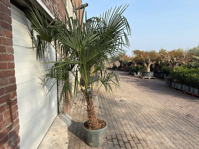 Chinese waaierpalm dubbele stam - trachycarpus fortunei - hoogte ca. 250 cm - afbeelding 4 van  5