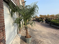 Chinese waaierpalm dubbele stam - trachycarpus fortunei - hoogte ca. 250 cm - afbeelding 4 van  5