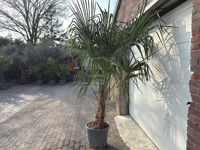 Chinese waaierpalm dubbele stam - trachycarpus fortunei - hoogte ca. 250 cm - afbeelding 5 van  5