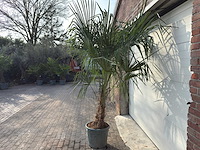 Chinese waaierpalm dubbele stam - trachycarpus fortunei - hoogte ca. 250 cm - afbeelding 5 van  5