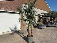 Chinese waaierpalm dubbele stam - trachycarpus fortunei - hoogte ca. 250 cm - afbeelding 1 van  2