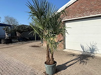 Chinese waaierpalm dubbele stam - trachycarpus fortunei - hoogte ca. 250 cm - afbeelding 2 van  2