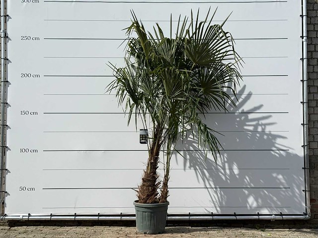 Chinese waaierpalm dubbele stam - trachycarpus fortunei - hoogte ca. 250 cm - afbeelding 1 van  5