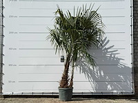 Chinese waaierpalm dubbele stam - trachycarpus fortunei - hoogte ca. 250 cm - afbeelding 1 van  5
