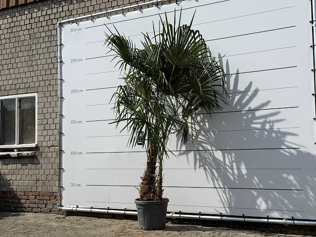 Chinese waaierpalm dubbele stam - trachycarpus fortunei - hoogte ca. 250 cm - afbeelding 2 van  5