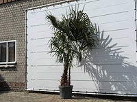 Chinese waaierpalm dubbele stam - trachycarpus fortunei - hoogte ca. 250 cm - afbeelding 2 van  5