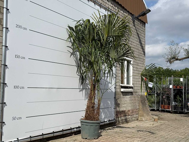 Chinese waaierpalm dubbele stam - trachycarpus fortunei - hoogte ca. 250 cm - afbeelding 3 van  5