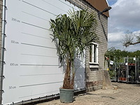 Chinese waaierpalm dubbele stam - trachycarpus fortunei - hoogte ca. 250 cm - afbeelding 3 van  5