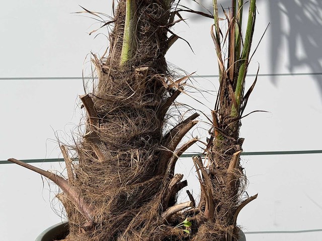 Chinese waaierpalm dubbele stam - trachycarpus fortunei - hoogte ca. 250 cm - afbeelding 4 van  5