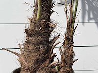 Chinese waaierpalm dubbele stam - trachycarpus fortunei - hoogte ca. 250 cm - afbeelding 4 van  5