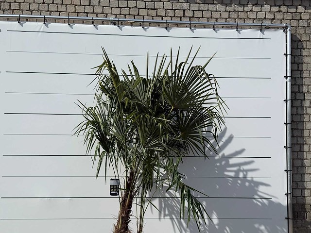 Chinese waaierpalm dubbele stam - trachycarpus fortunei - hoogte ca. 250 cm - afbeelding 5 van  5