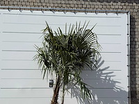 Chinese waaierpalm dubbele stam - trachycarpus fortunei - hoogte ca. 250 cm - afbeelding 5 van  5