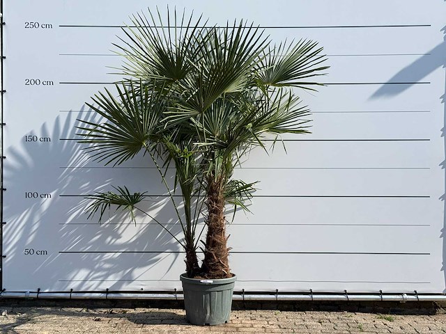 Chinese waaierpalm dubbele stam - trachycarpus fortunei - hoogte ca. 250 cm - afbeelding 1 van  3