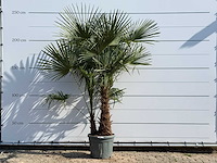 Chinese waaierpalm dubbele stam - trachycarpus fortunei - hoogte ca. 250 cm - afbeelding 1 van  3