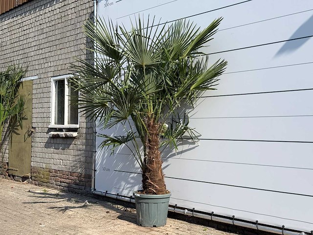 Chinese waaierpalm dubbele stam - trachycarpus fortunei - hoogte ca. 250 cm - afbeelding 2 van  3