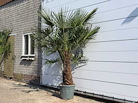 Chinese waaierpalm dubbele stam - trachycarpus fortunei - hoogte ca. 250 cm - afbeelding 2 van  3