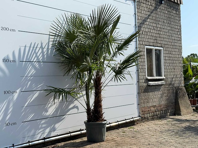 Chinese waaierpalm dubbele stam - trachycarpus fortunei - hoogte ca. 250 cm - afbeelding 3 van  3
