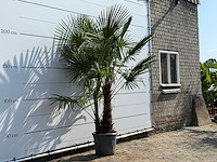 Chinese waaierpalm dubbele stam - trachycarpus fortunei - hoogte ca. 250 cm - afbeelding 3 van  3