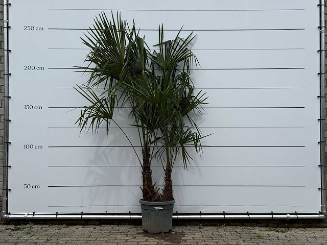 Chinese waaierpalm dubbele stam - trachycarpus fortunei - hoogte ca. 250 cm - afbeelding 1 van  3