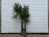 Chinese waaierpalm dubbele stam - trachycarpus fortunei - hoogte ca. 250 cm - afbeelding 1 van  3