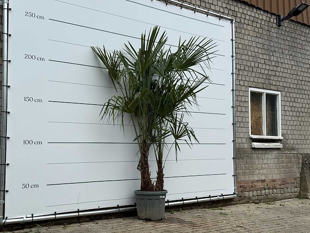 Chinese waaierpalm dubbele stam - trachycarpus fortunei - hoogte ca. 250 cm - afbeelding 2 van  3