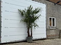 Chinese waaierpalm dubbele stam - trachycarpus fortunei - hoogte ca. 250 cm - afbeelding 2 van  3