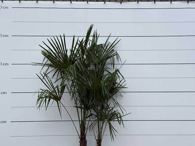 Chinese waaierpalm dubbele stam - trachycarpus fortunei - hoogte ca. 250 cm - afbeelding 3 van  3