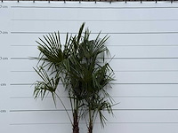 Chinese waaierpalm dubbele stam - trachycarpus fortunei - hoogte ca. 250 cm - afbeelding 3 van  3