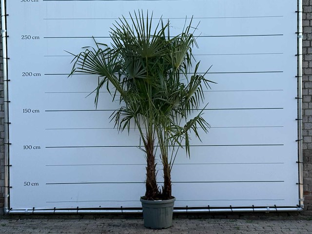 Chinese waaierpalm dubbele stam - trachycarpus fortunei - hoogte ca. 250 cm - afbeelding 1 van  6