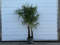 Chinese waaierpalm dubbele stam - trachycarpus fortunei - hoogte ca. 250 cm - afbeelding 1 van  6