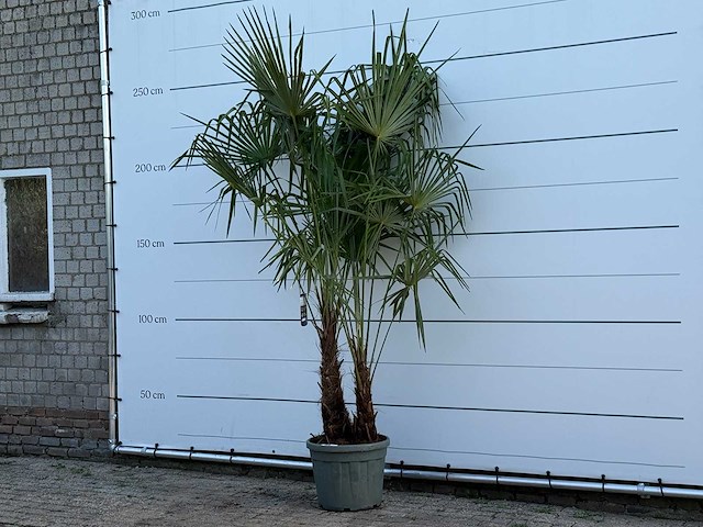 Chinese waaierpalm dubbele stam - trachycarpus fortunei - hoogte ca. 250 cm - afbeelding 2 van  6