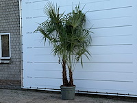 Chinese waaierpalm dubbele stam - trachycarpus fortunei - hoogte ca. 250 cm - afbeelding 2 van  6